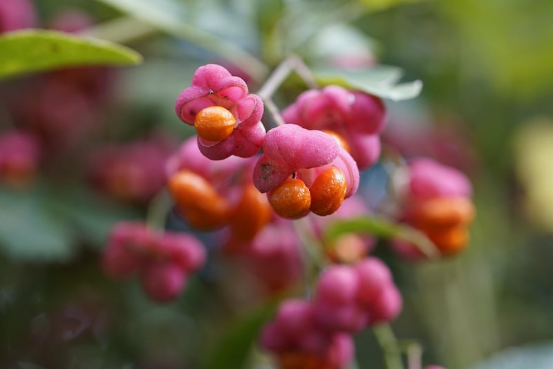Refreshing Fruit Delights